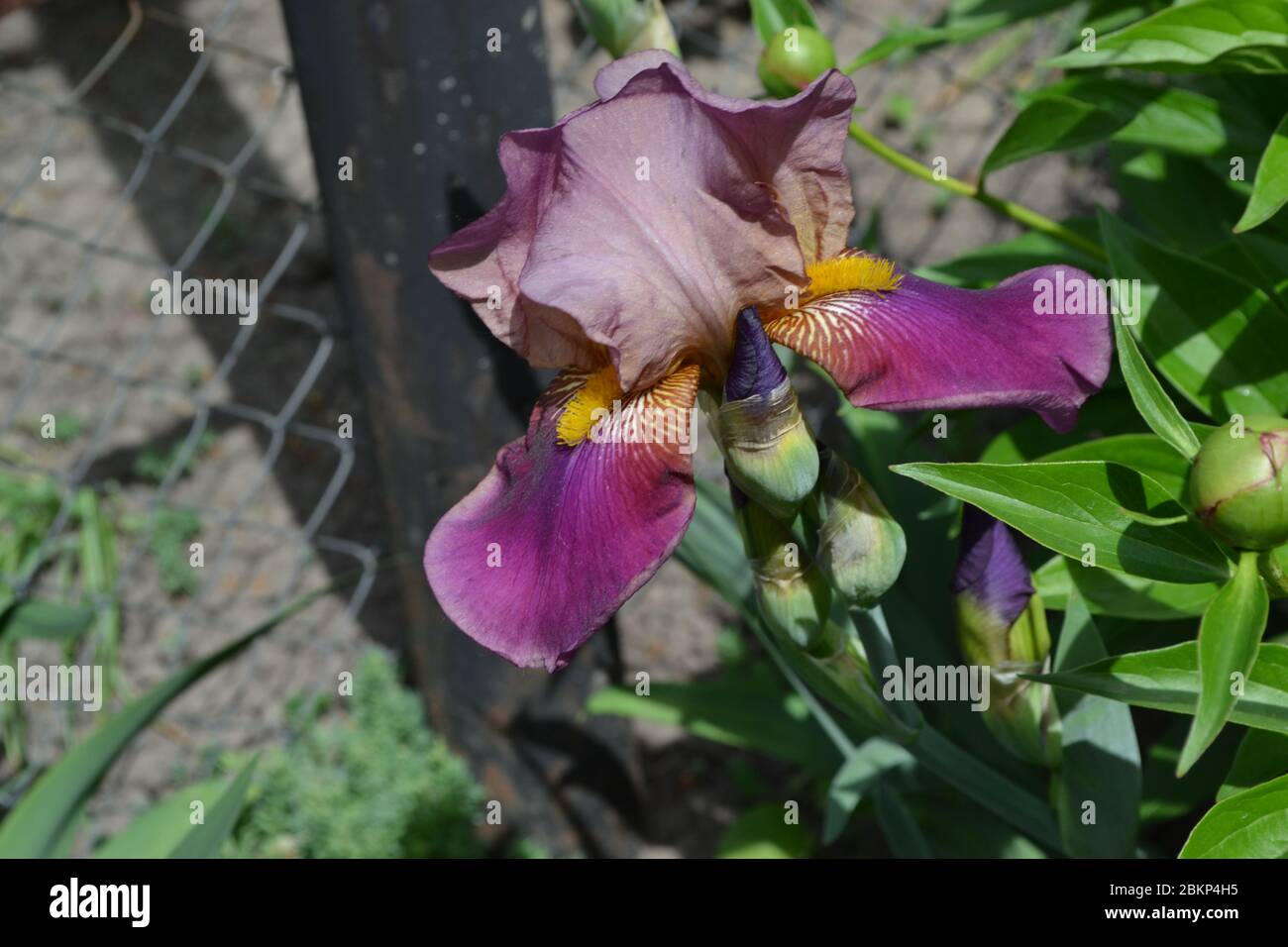 Perennial rhizomatous plant of the Iris family (Iridaceae). Beautiful. Home garden, flower bed. Iris. Luxurious purple flower Stock Photo