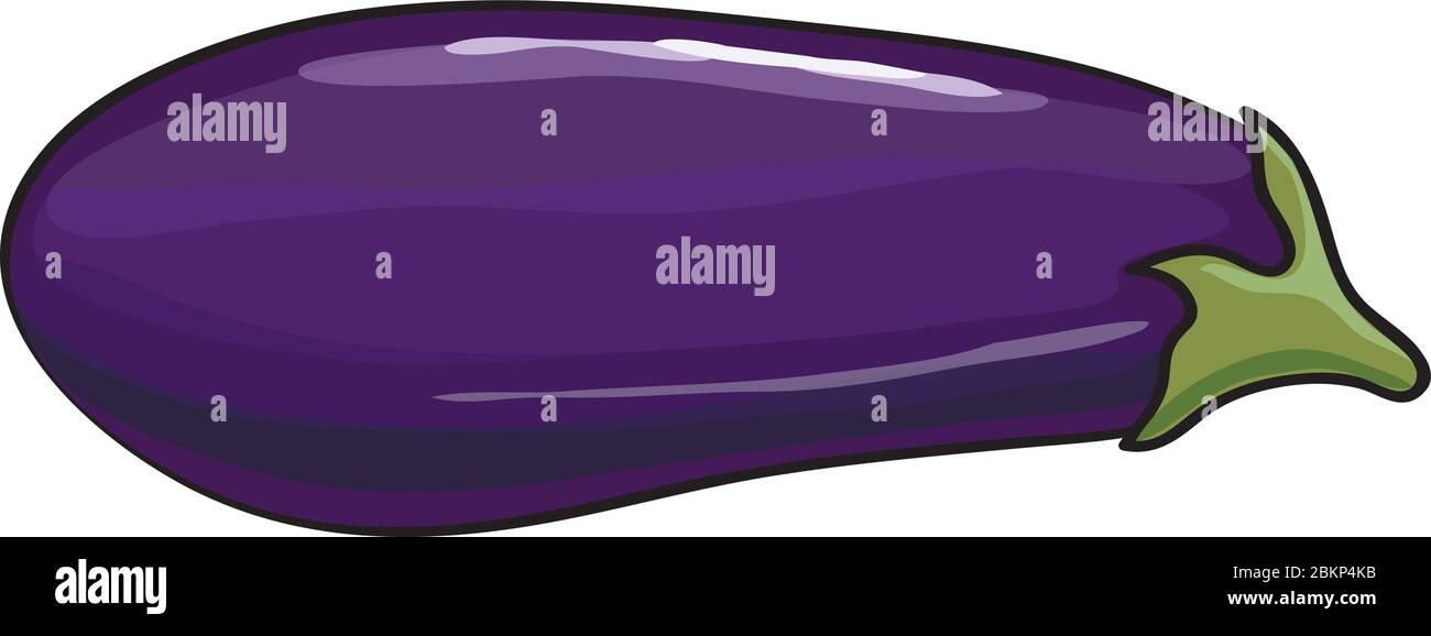 Vector. Aubergine. Eggplant on the white background Stock Vector