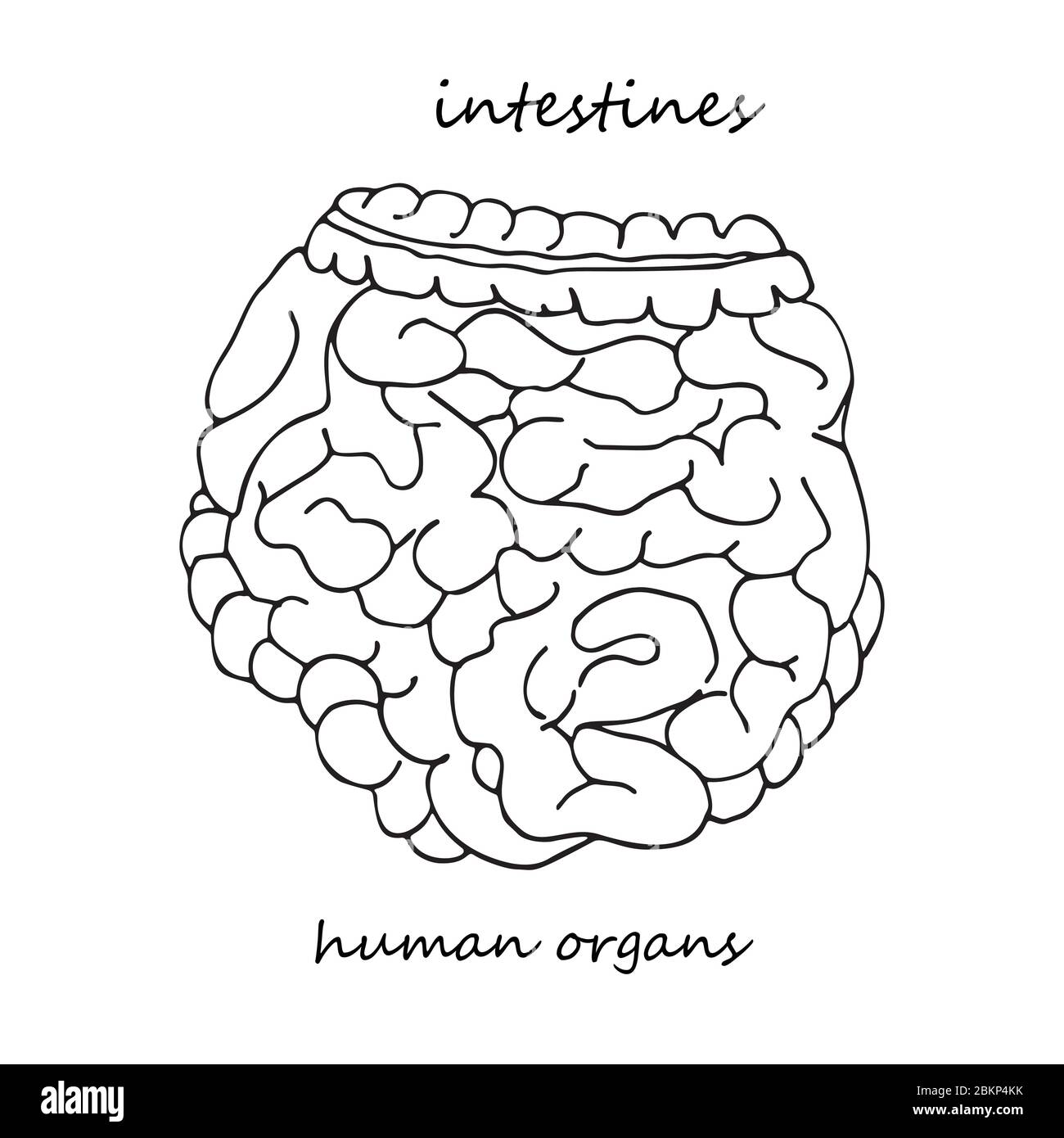 Intestines. Realistic hand-drawn icon of human internal organs. Line art. Sketch style. Design concept for your medical projects post viral Stock Vector