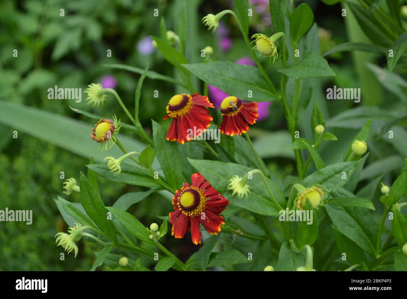 Beautiful summer flower. Home garden, flower bed. Helenium Konigstiger. Helenium. Helenium autumnale. Bush Helenium. Green leaves. Beautiful bright fl Stock Photo