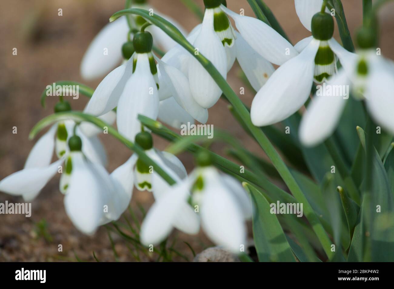 Snowdrops - first spring flowers white colour - on ground, St. St. Constantine and Helena, Bulgaria. Stock Photo