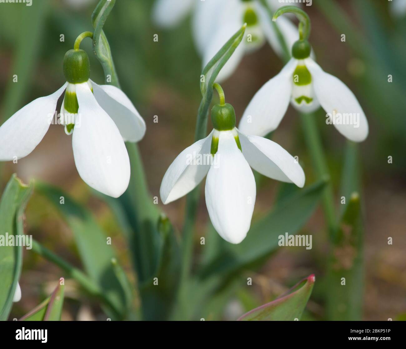 Snowdrops - first spring flowers white colour - on ground, St. St. Constantine and Helena, Bulgaria. Stock Photo