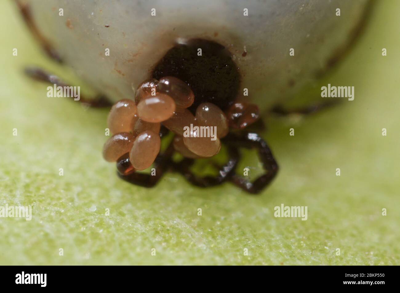 Dog tick egg hires stock photography and images Alamy