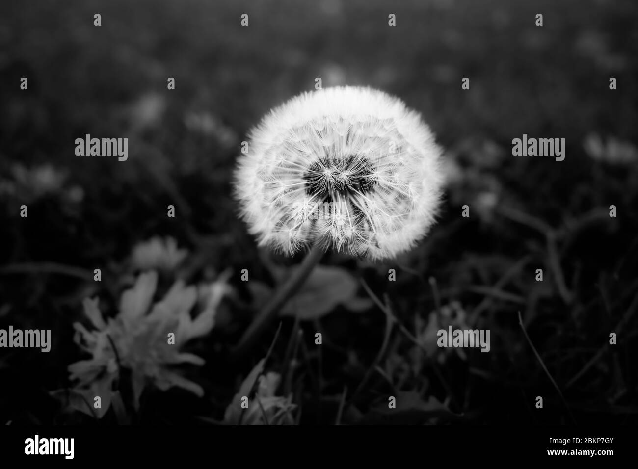 Dandelion Clock in a Meadow with Dandelion Flowers. Black and White Stock Photo