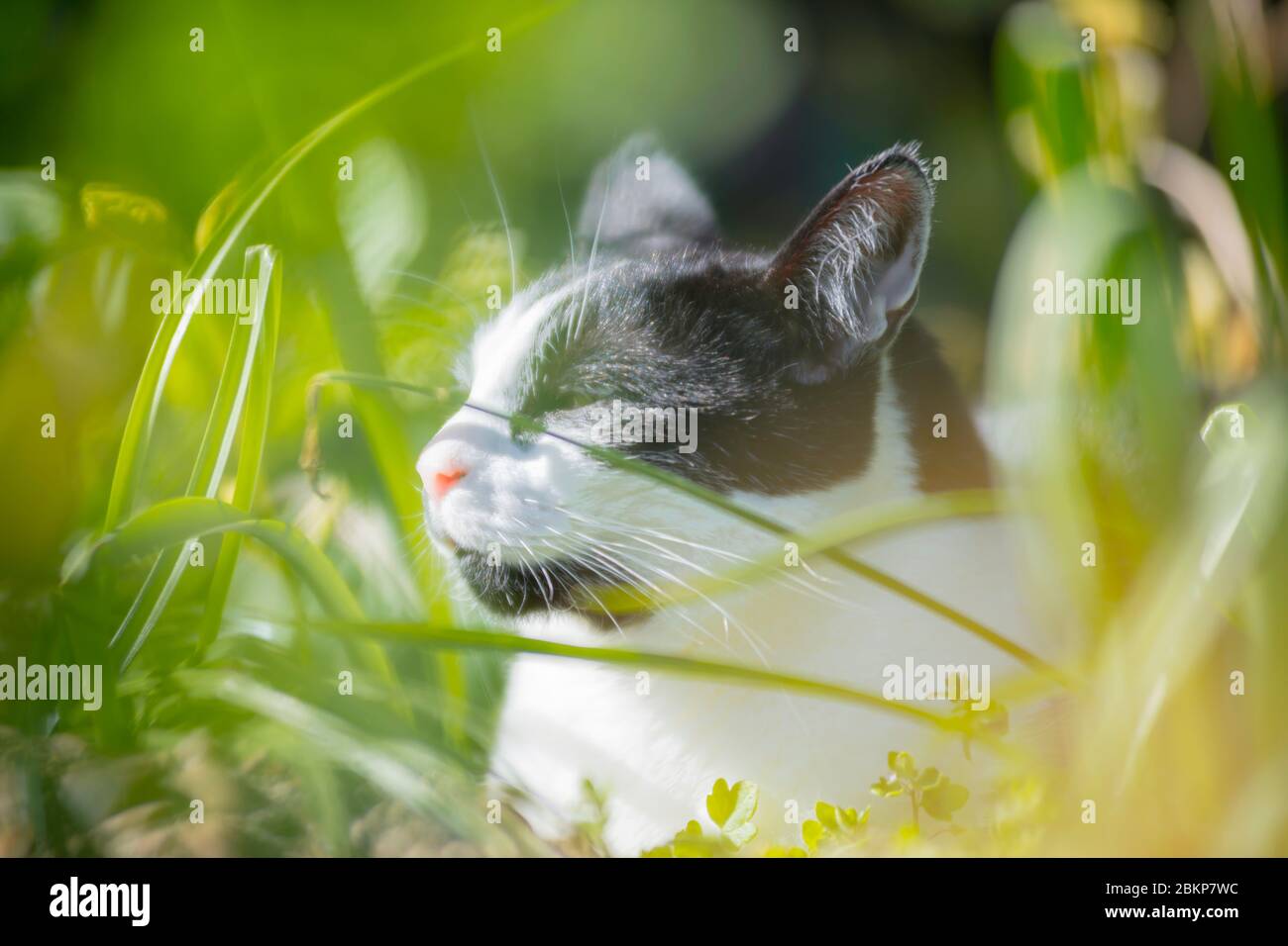 Portrait of black and white cat at the garden Stock Photo - Alamy