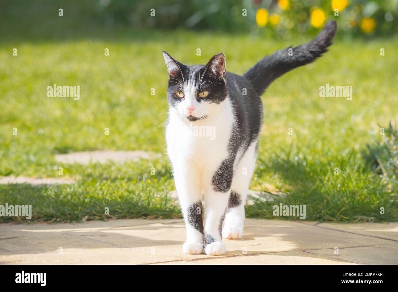 Black and white cat walks at the garden Stock Photo - Alamy