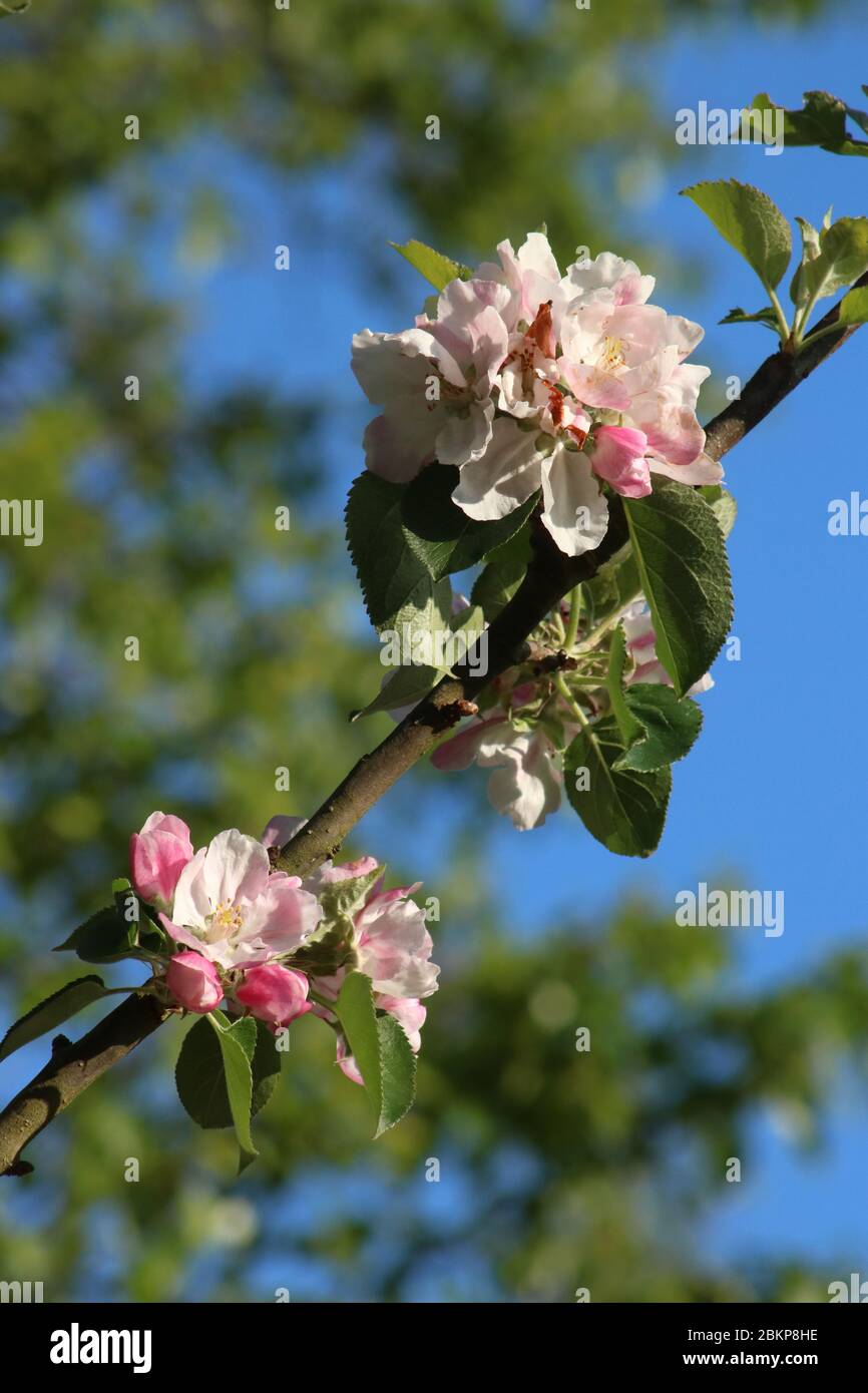 Bramley apple tree hi-res stock photography and images - Alamy