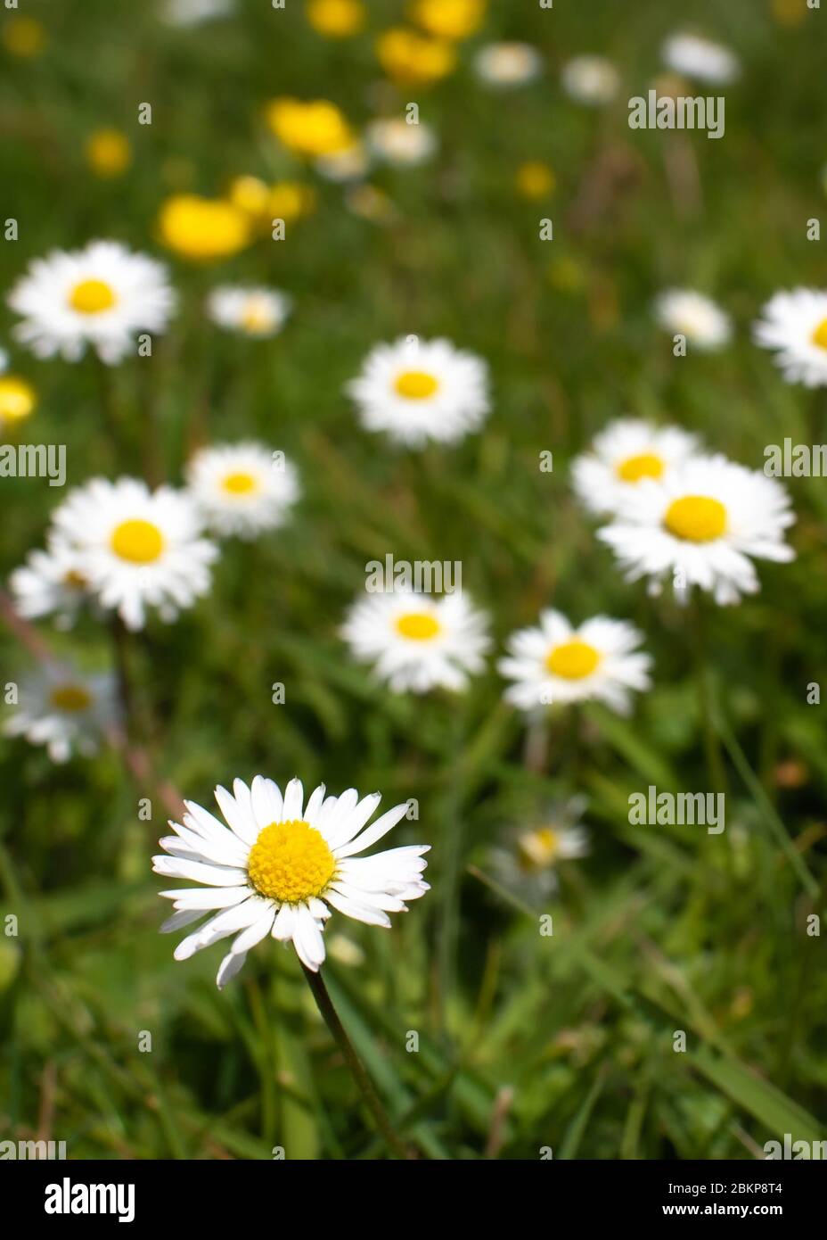 Close up image of daisies in grass in England - May 2020 - during coronavirus lockdown Stock Photo