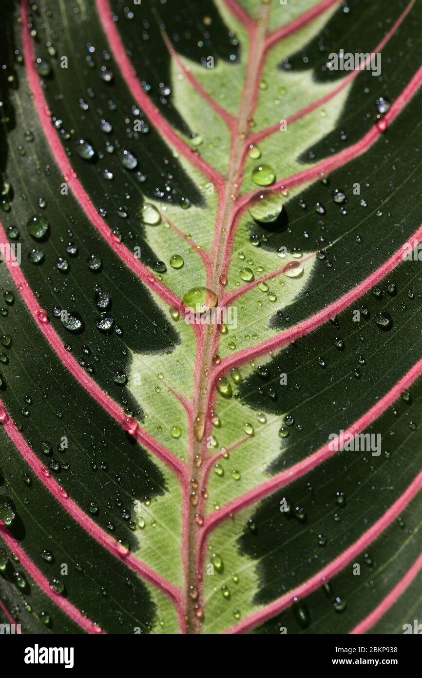 Green arrowroot leaf with red graphic stripes. Also known as Prayer ...
