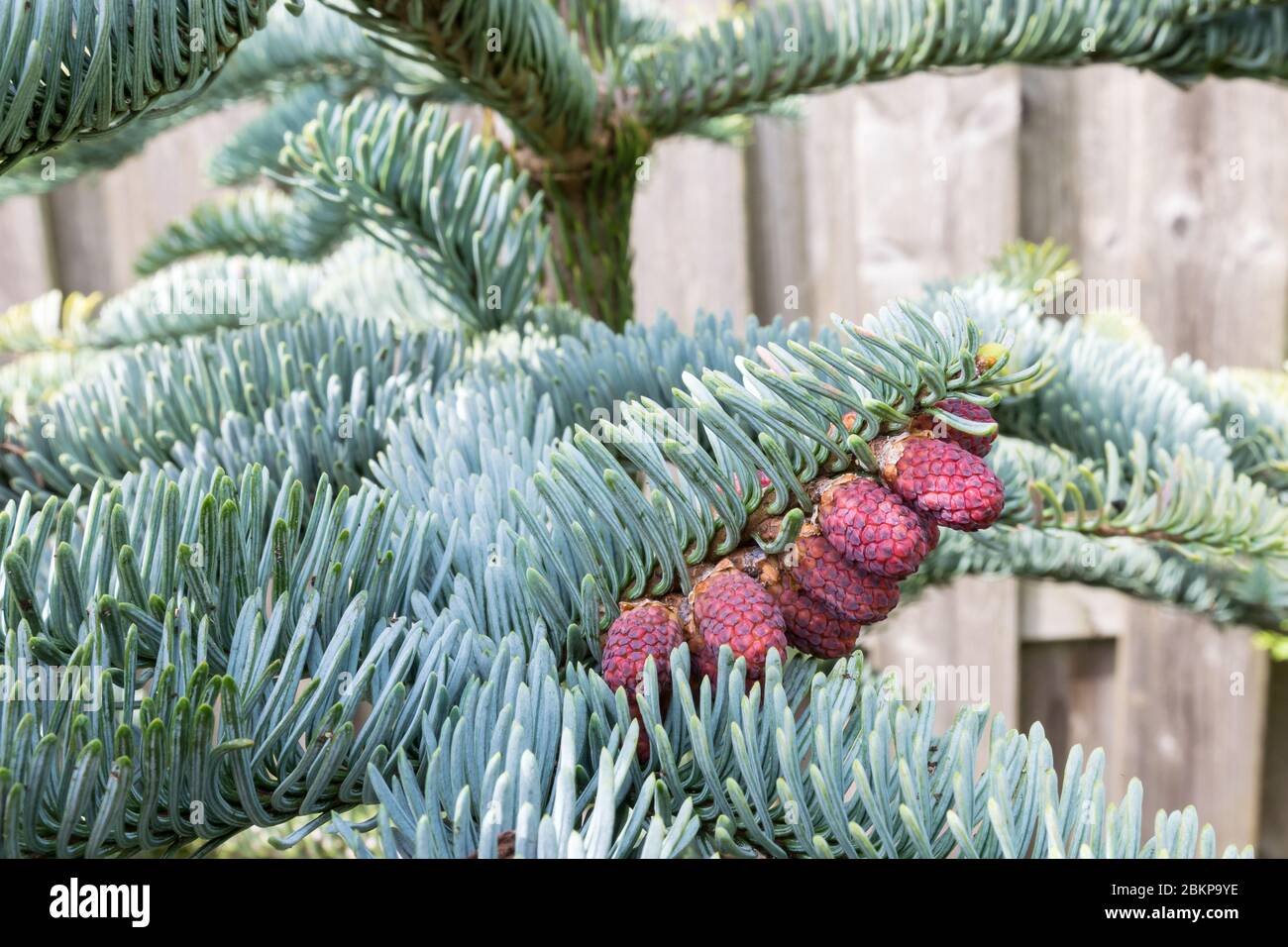 Branches of Abies procera or Noble fir with blue needles and red pollen Stock Photo