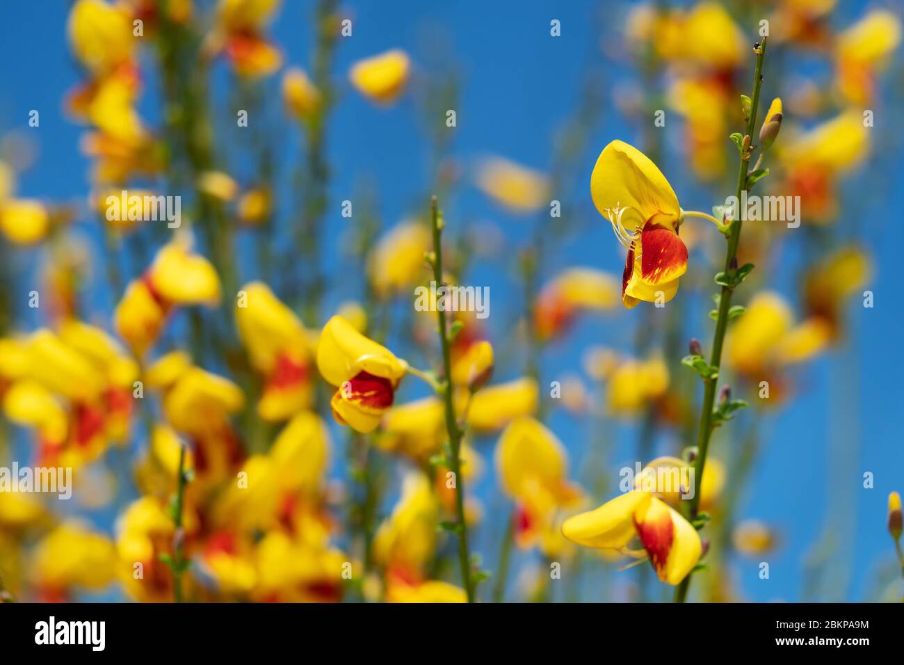 Close-up of yellow and red blossom against blue sky Stock Photo