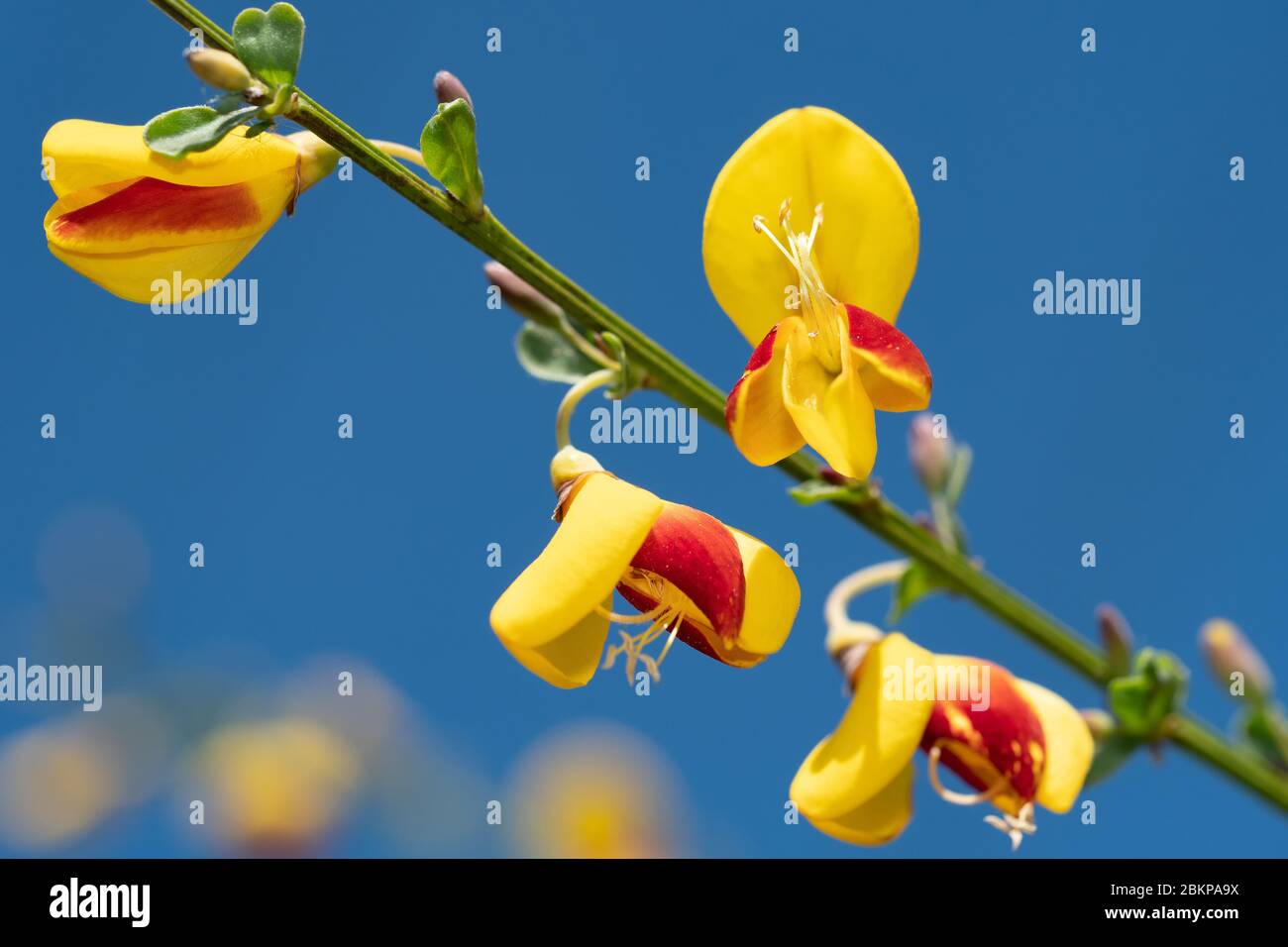 Close-up of yellow and red blossom against blue sky Stock Photo