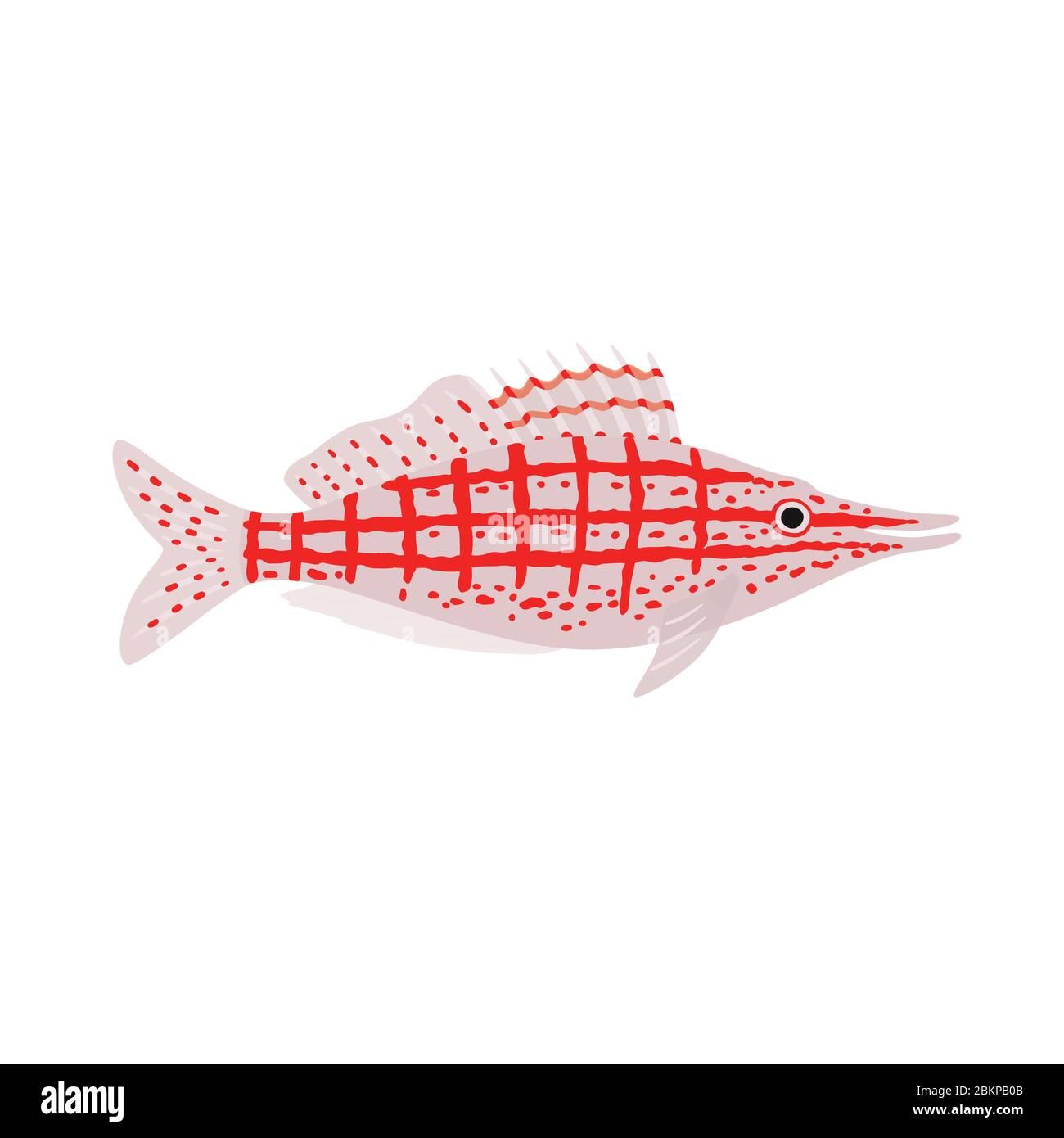Longnose hawkfish. Oxycirrhites typus. Marine fish. Vector illustration Stock Vector