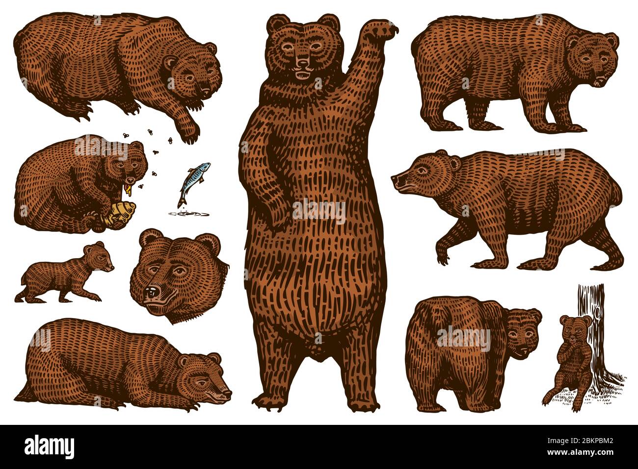 Grizzly brown bear Screaming mad animal for  Stock Illustration  68898241  PIXTA