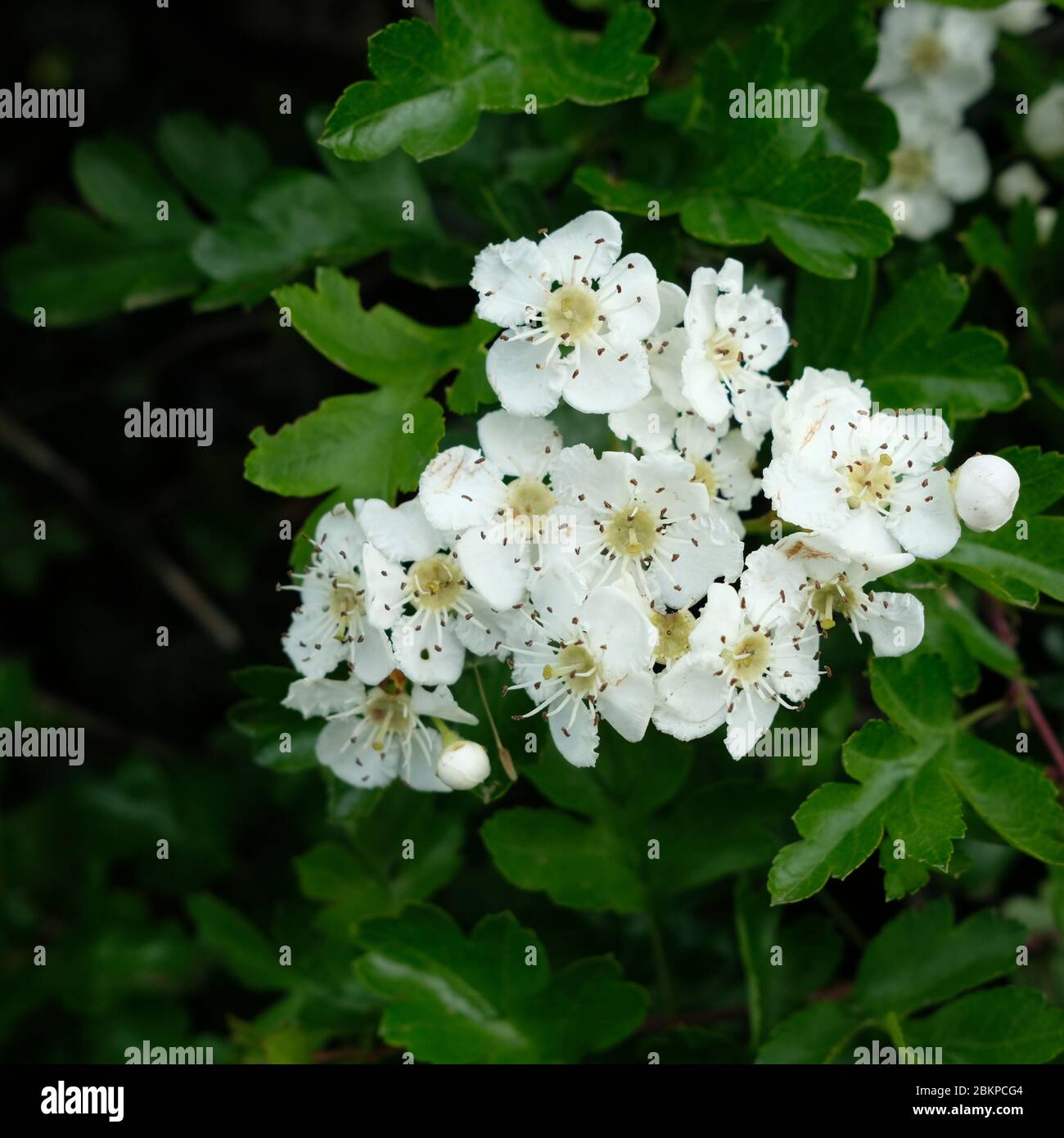 Spring Hedgerows Crataegus monogyne hedge hi-res stock photography and images - Alamy