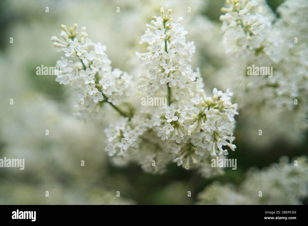 Syringa (white) is a genus of 12 currently recognized species of flowering woody plants in the olive family (Oleaceae), native to woodland and scrub. Stock Photo