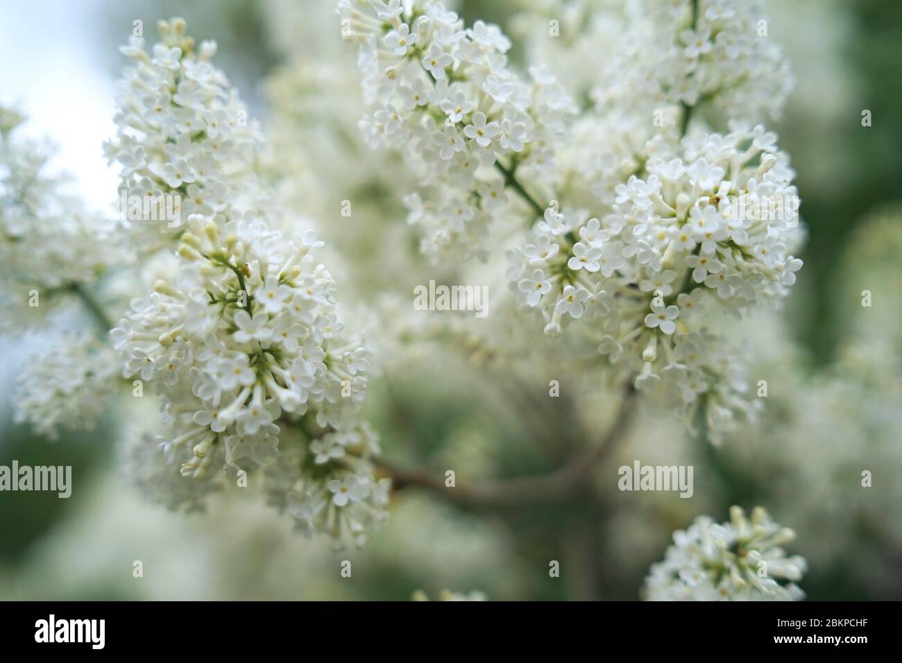 Syringa (white) is a genus of 12 currently recognized species of flowering woody plants in the olive family (Oleaceae), native to woodland and scrub. Stock Photo