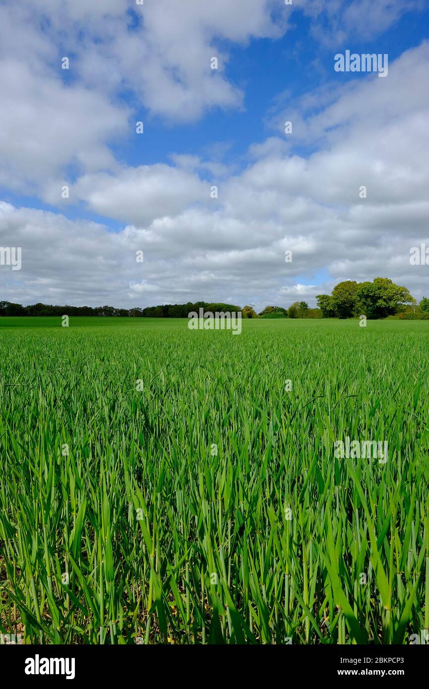 early spring green wheat growing in field, north norfolk, england Stock Photo