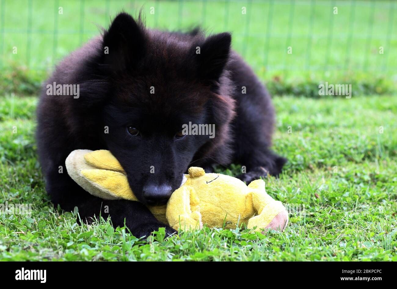 Black Eurasier puppy dog lying on the grass, playing with his toy. Stock Photo