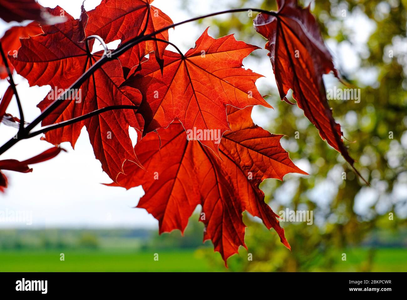 Norway Maple Crimson King Red Leaved Tree Norfolk England Stock Photo Alamy