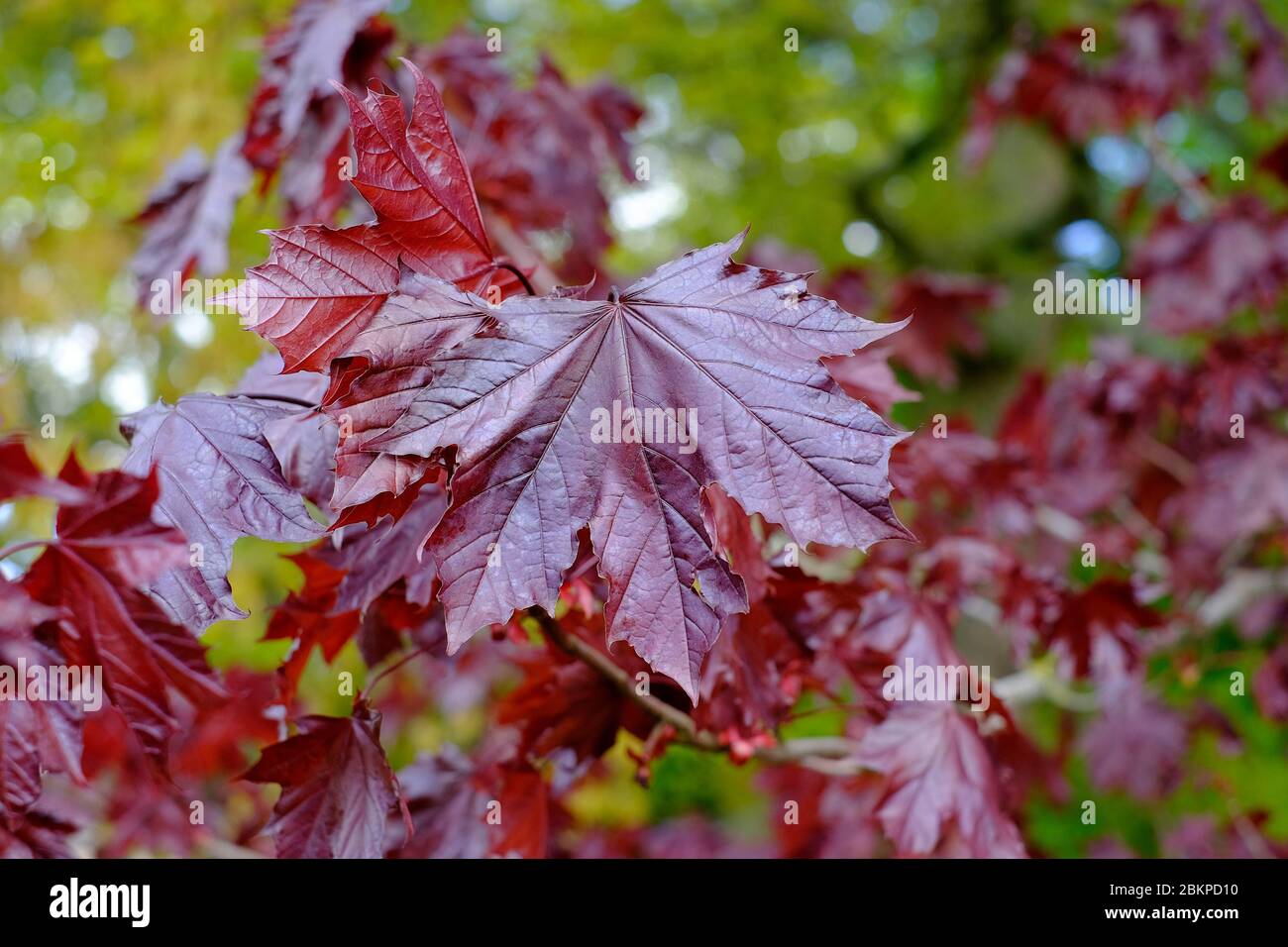norway maple, crimson king red leaved tree, norfolk, england Stock Photo