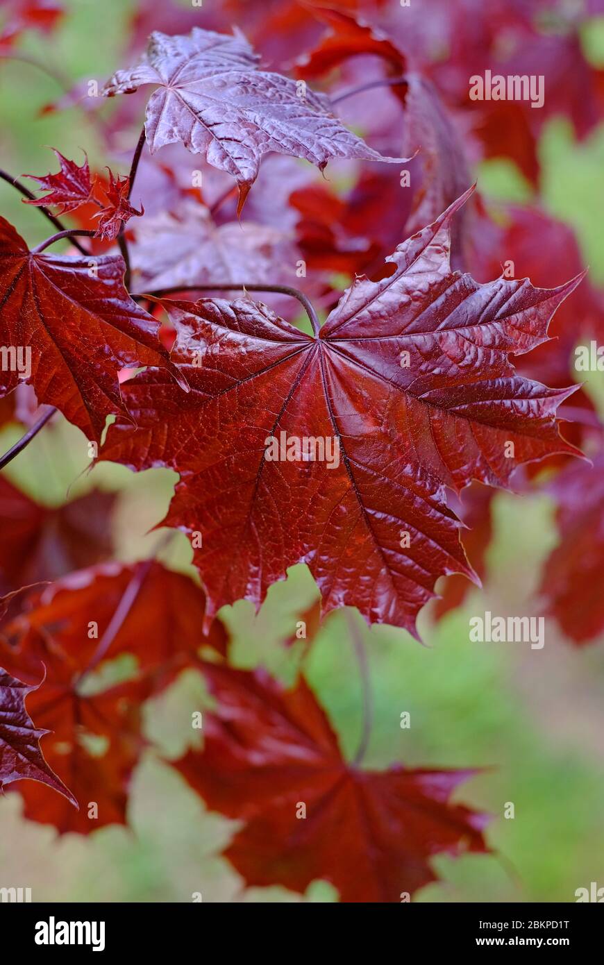 norway maple, crimson king red leaved tree, norfolk, england Stock Photo