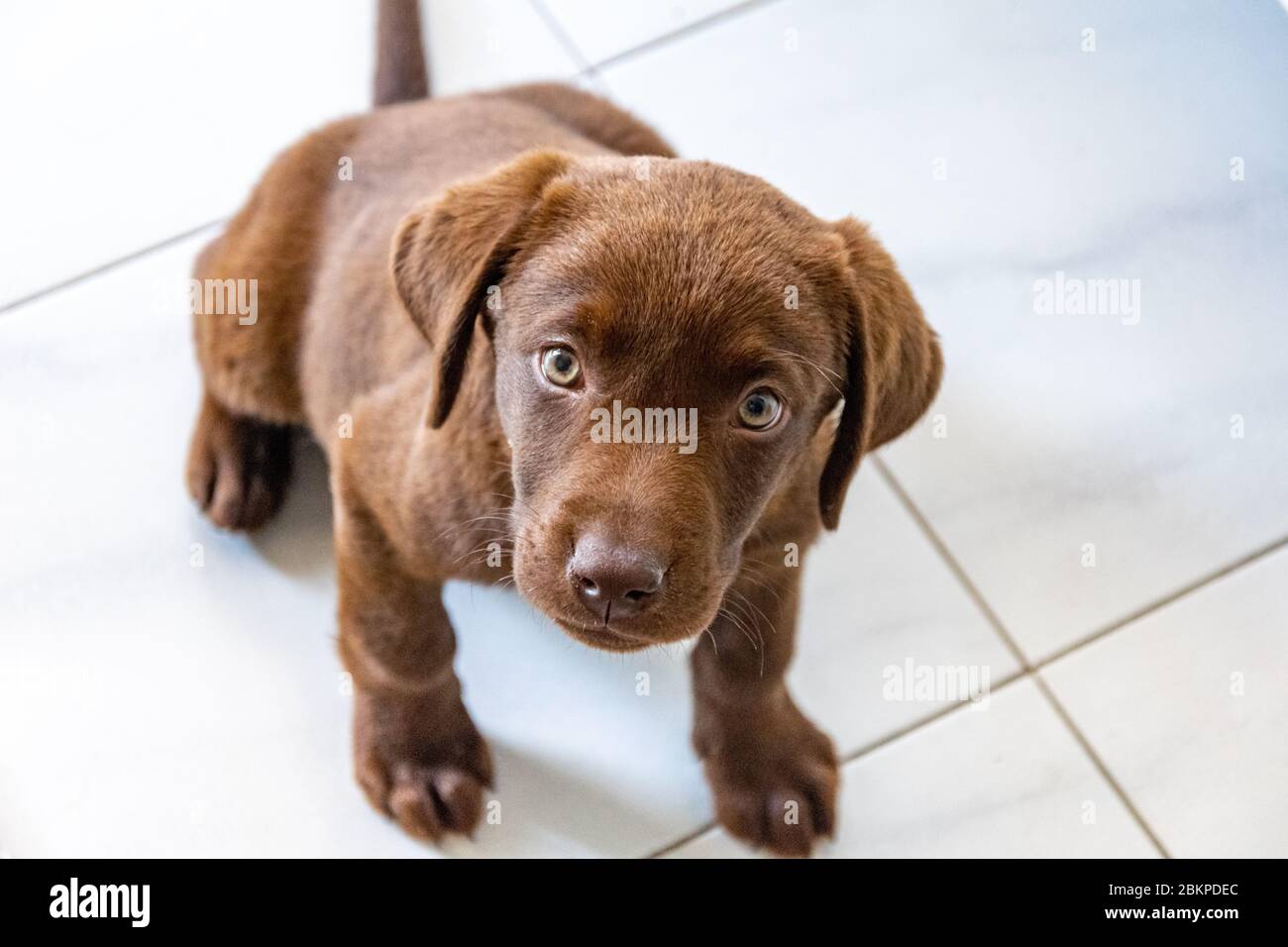 my pet labrador puppy bailey practicing her training on how to sit Stock Photo Alamy