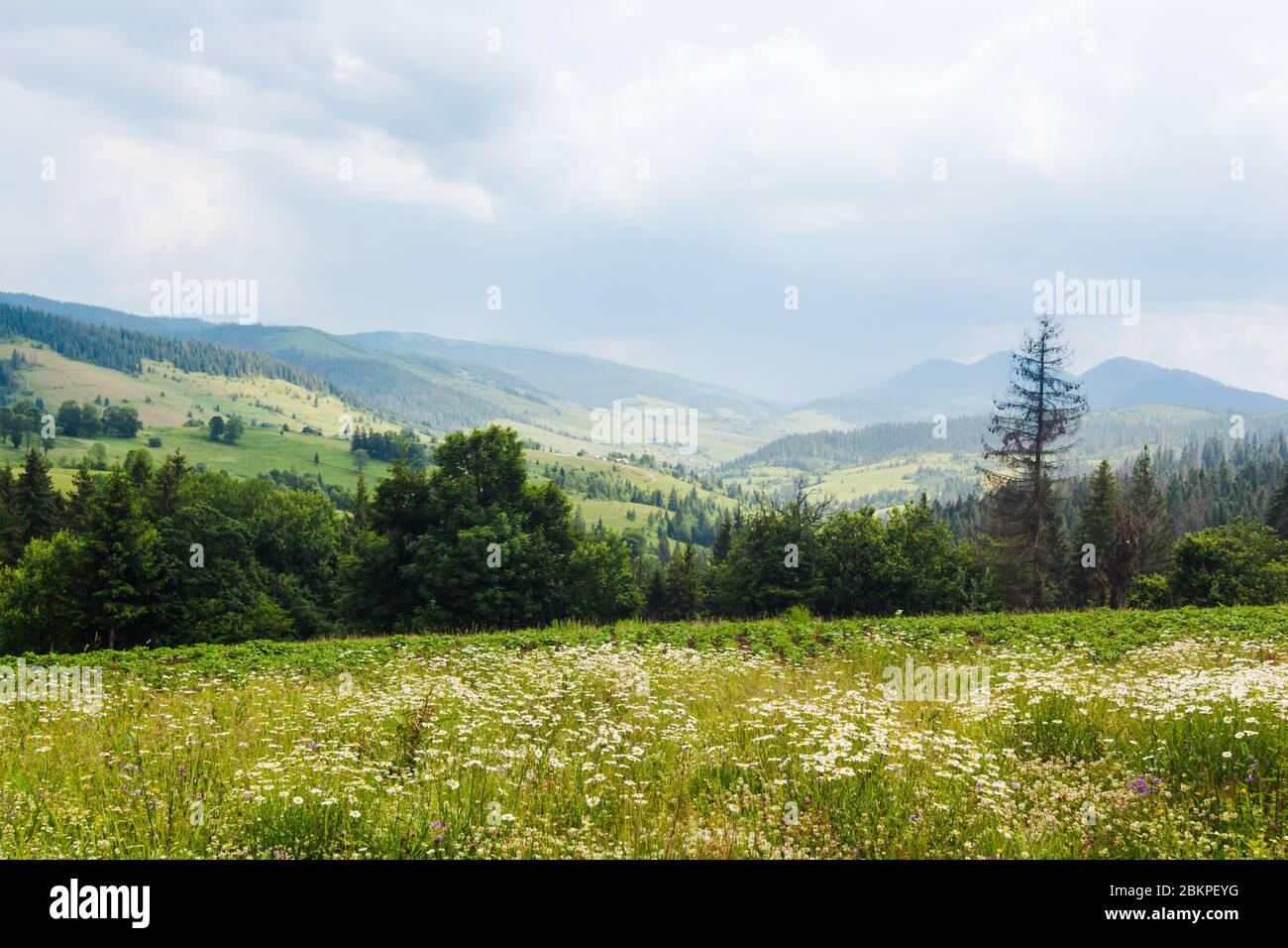 White daisies on grass on green summer pasture in Carpathian mountains in Ukraine, beautiful natural landscape background with cloudy sky Stock Photo