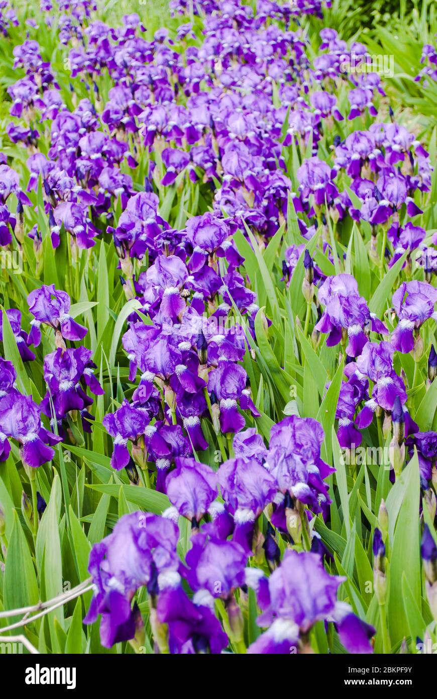 Field of purple spring flowers, close-up Stock Photo - Alamy