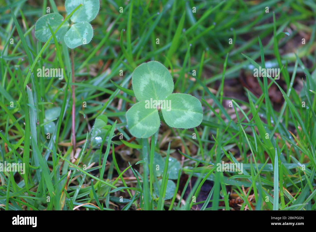 Closeup of white clover in grass Stock Photo Alamy