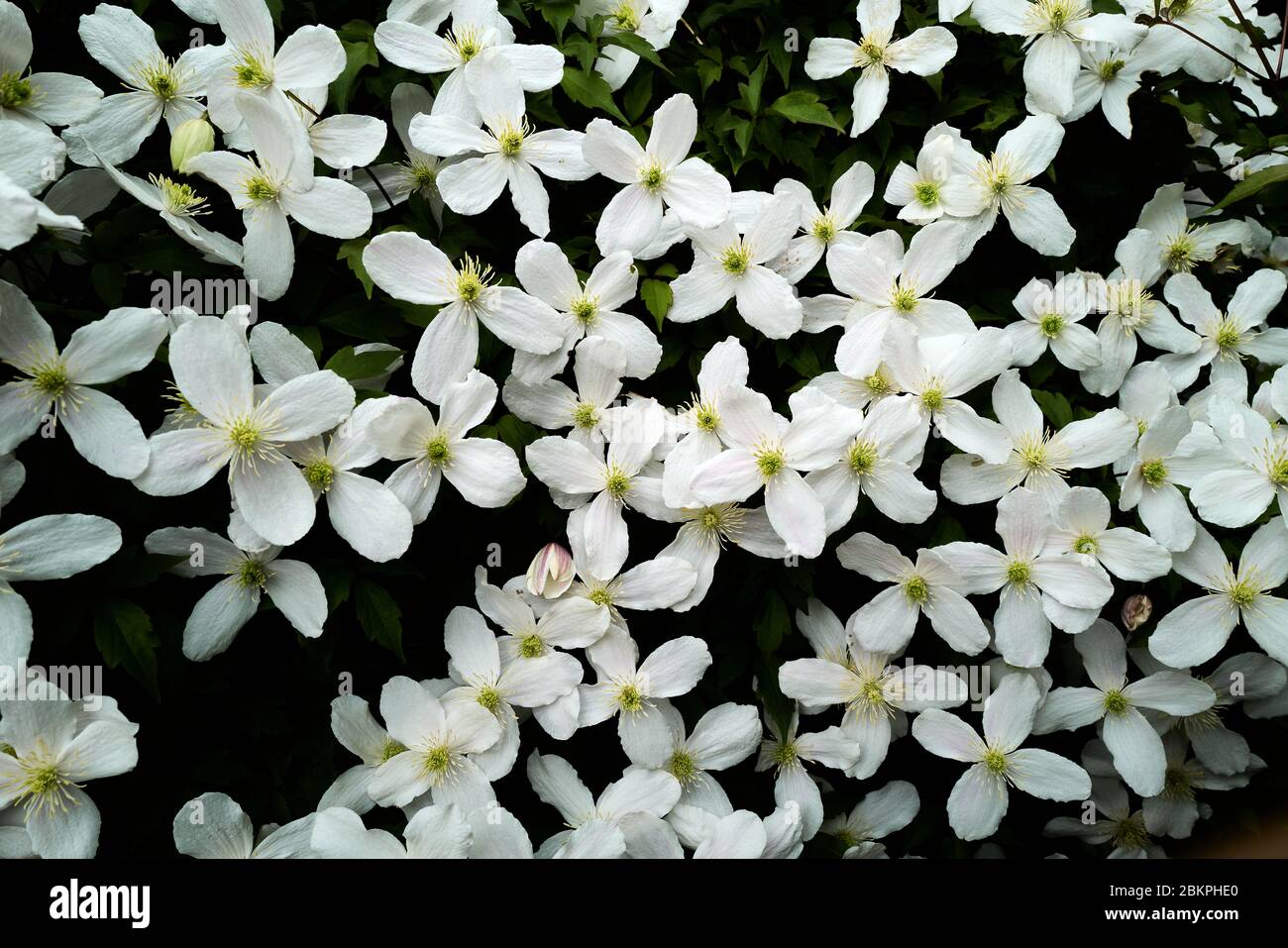An abundance of white flowers blooming on a clematis montana climbing