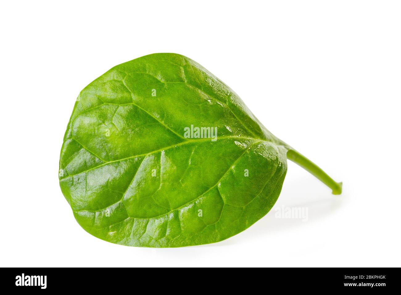 Green spinach leaf isolated on white background Stock Photo - Alamy