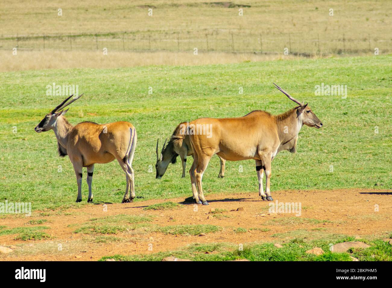 A group of wild Common Eland (or Antelope) in a South African Safari Park Stock Photo