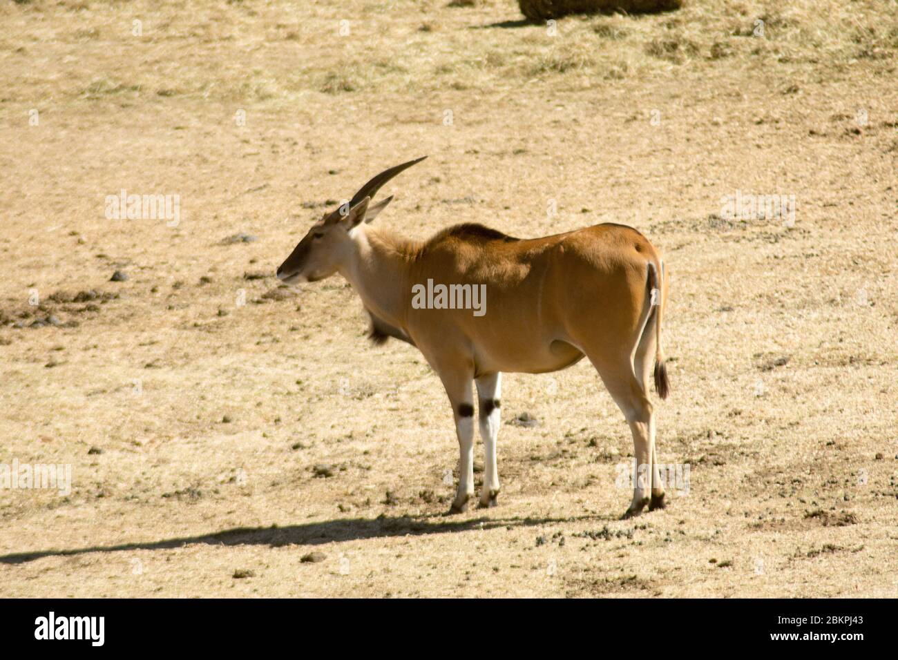 A wild Common Eland (or Antelope) in a South African game reserve or safari park Stock Photo