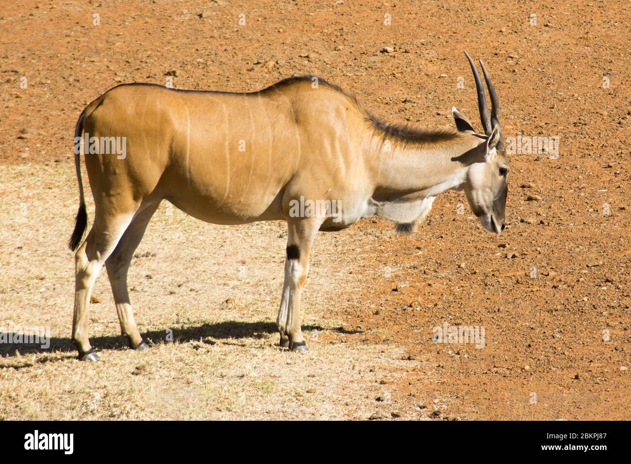 A wild Common Eland (or Antelope) in a South African game reserve or safari park Stock Photo