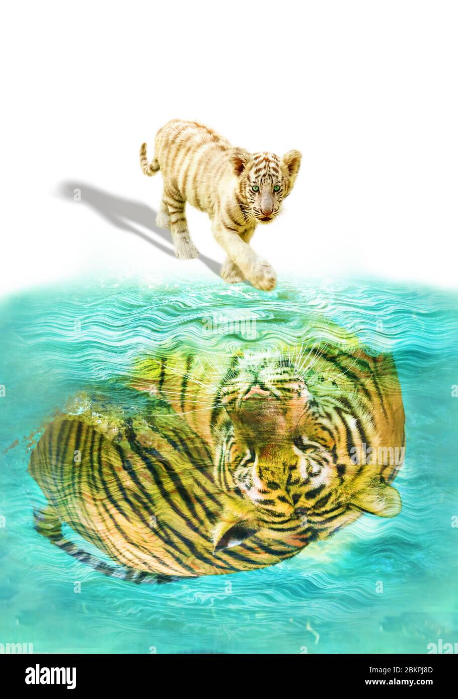 Small tiger cub reflected in a pool of water, seeing a mirrored adult tiger inside. Concept of courage, potential, threat and fear. Ambition, dreaming Stock Photo