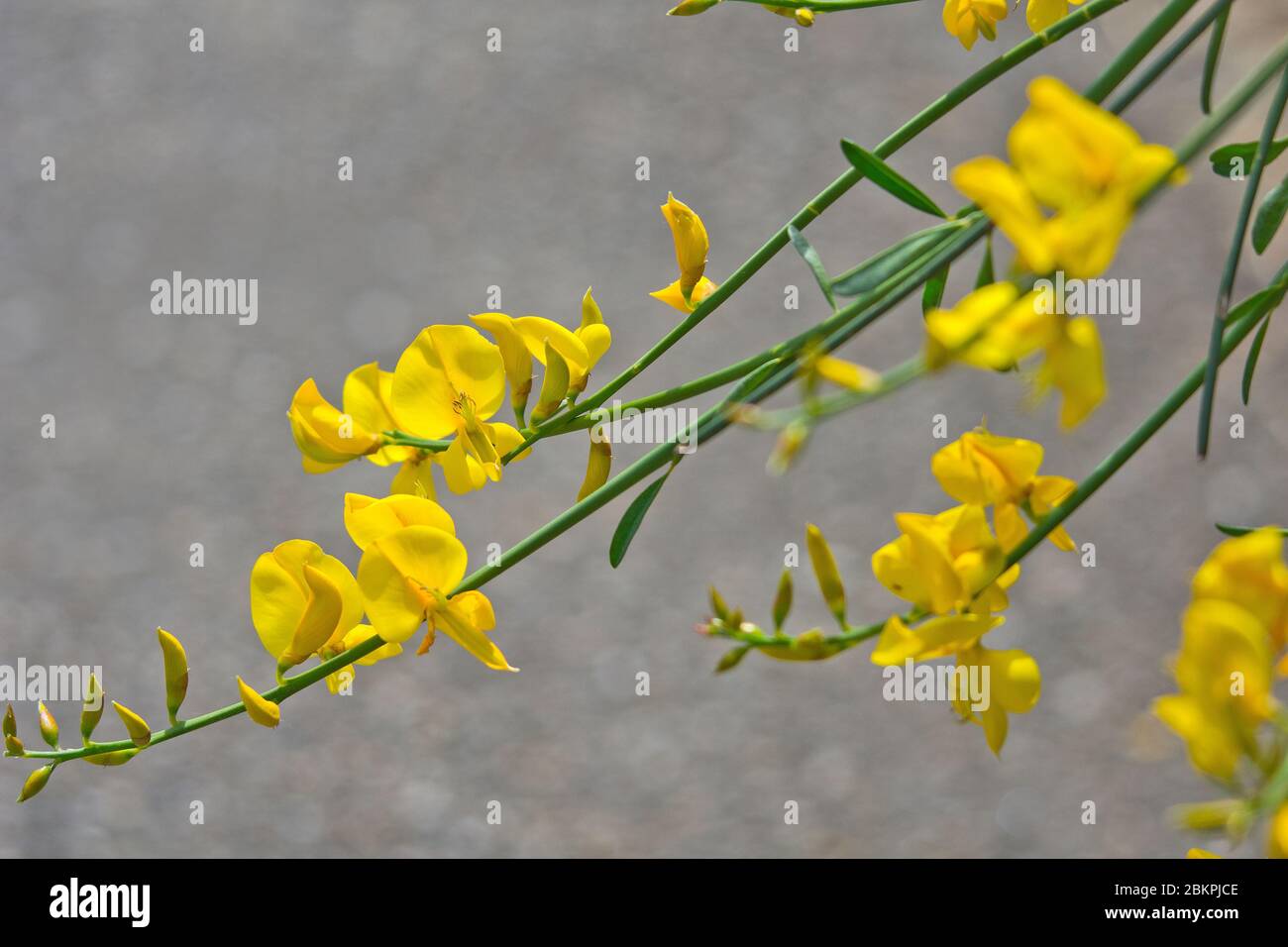 Wild gorse flowers Stock Photo Alamy