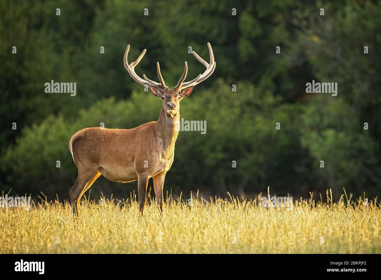 Sunlit red deer stag with new antlers growing facing camera in summer nature Stock Photo