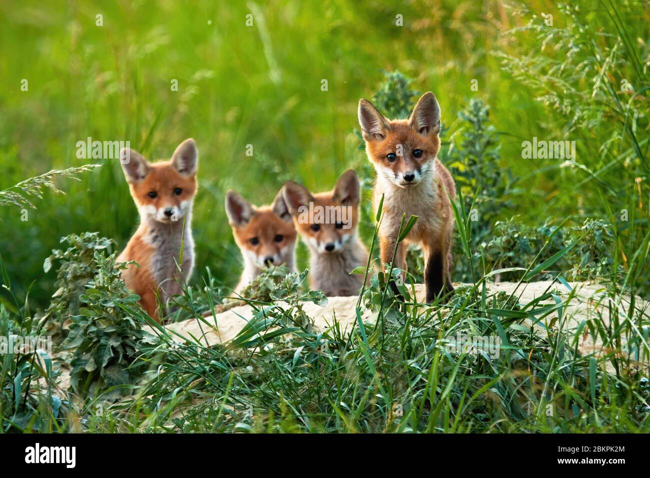 Beautiful portrait of four red fox cubs posing out of their hole in summer. Stock Photo