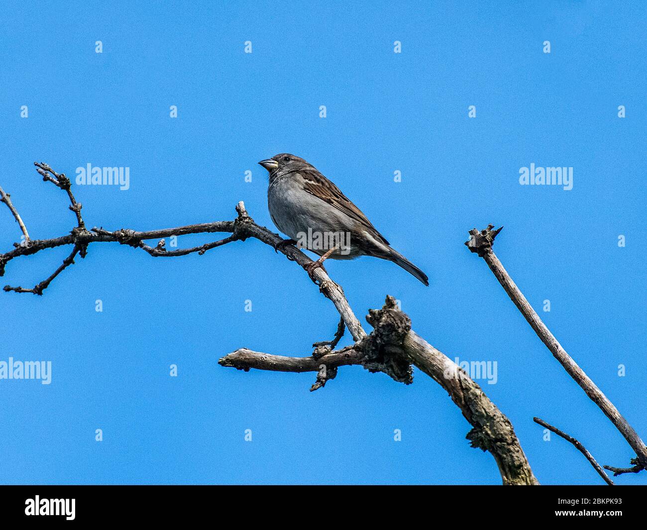 Scottish Garden Birds in April Stock Photo - Alamy