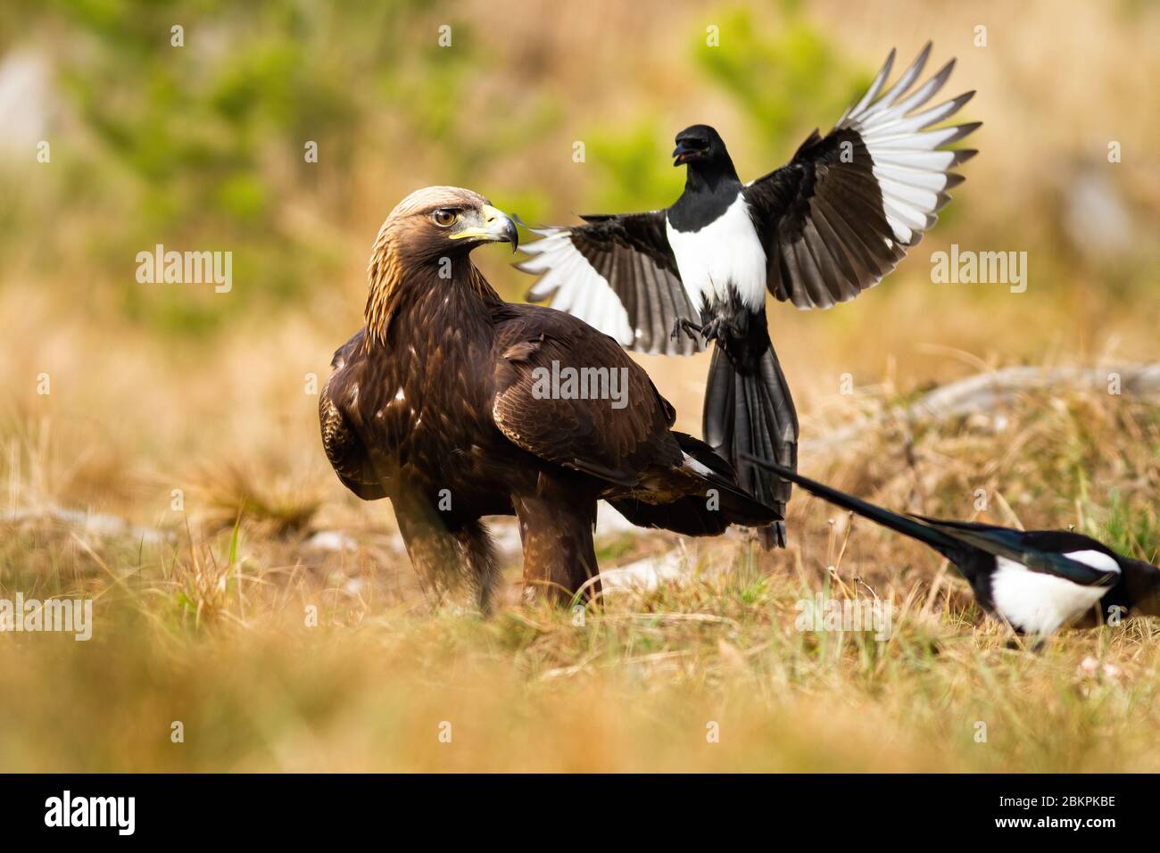 Aggressive eurasian magpie attacking golden eagle in flight Stock Photo Alamy