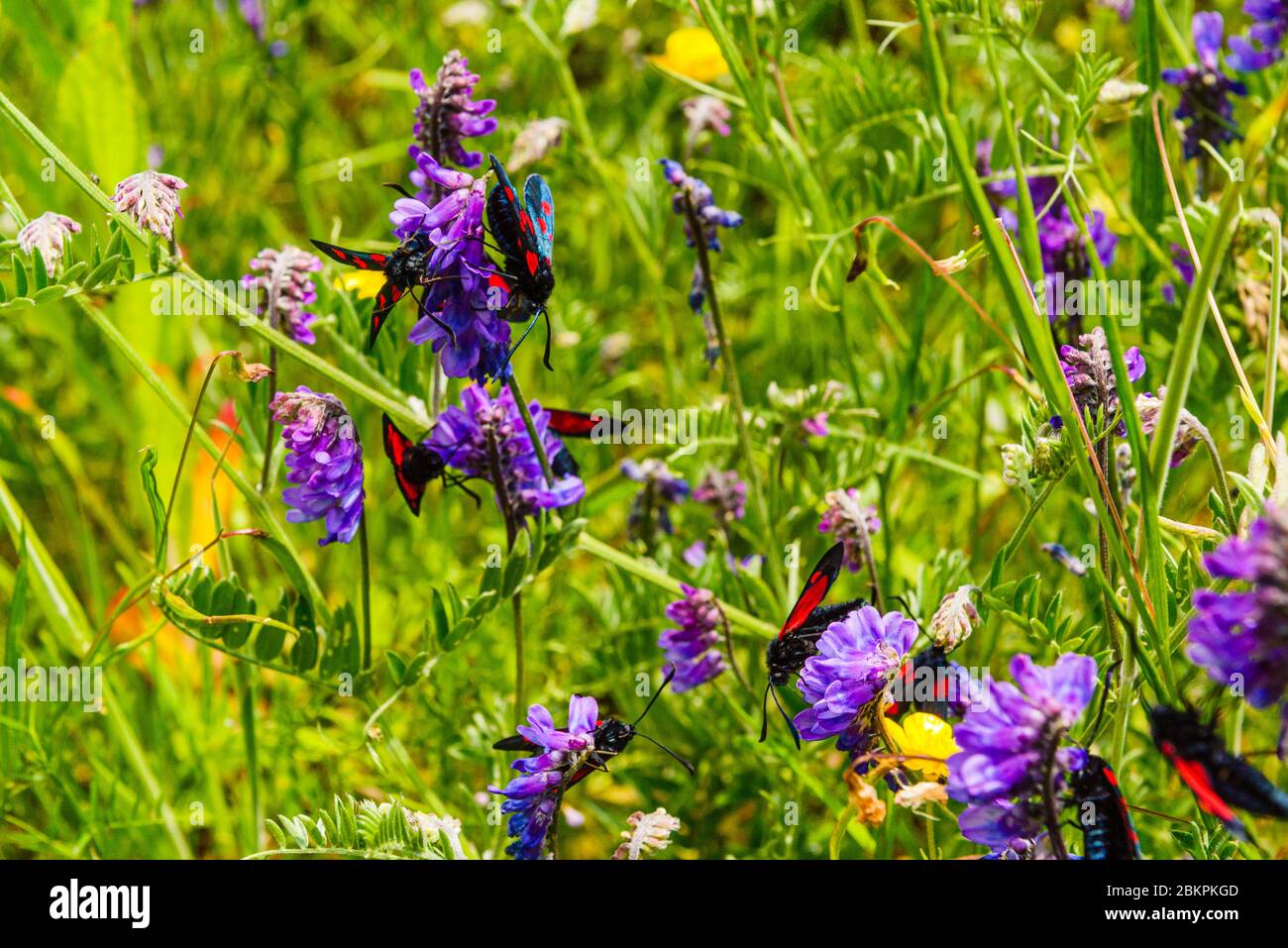 Six-Spot Burnet Moths (Zygaena filipendulae) on Tufted vetch (Vicia cracca), Sutton Manor, near St Helens, Merseyside Stock Photo