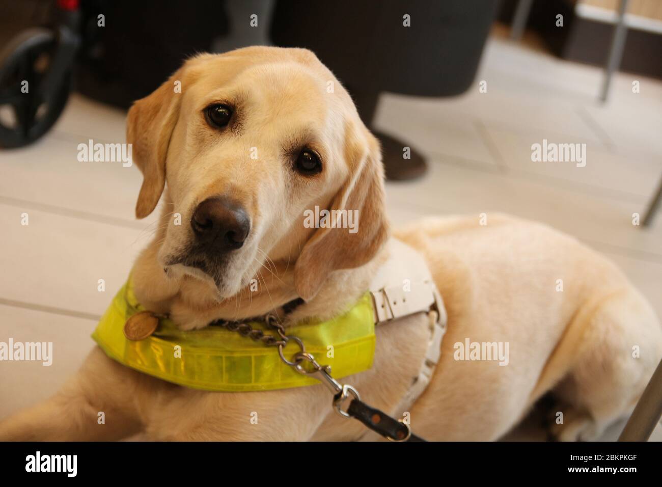 Small yellow labrador with cute eyes Stock Photo - Alamy