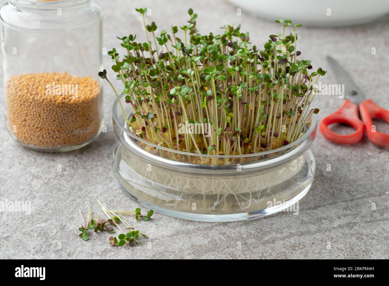 Glass bowl with yellow mustard seed sprouts, seed and scissors Stock Photo