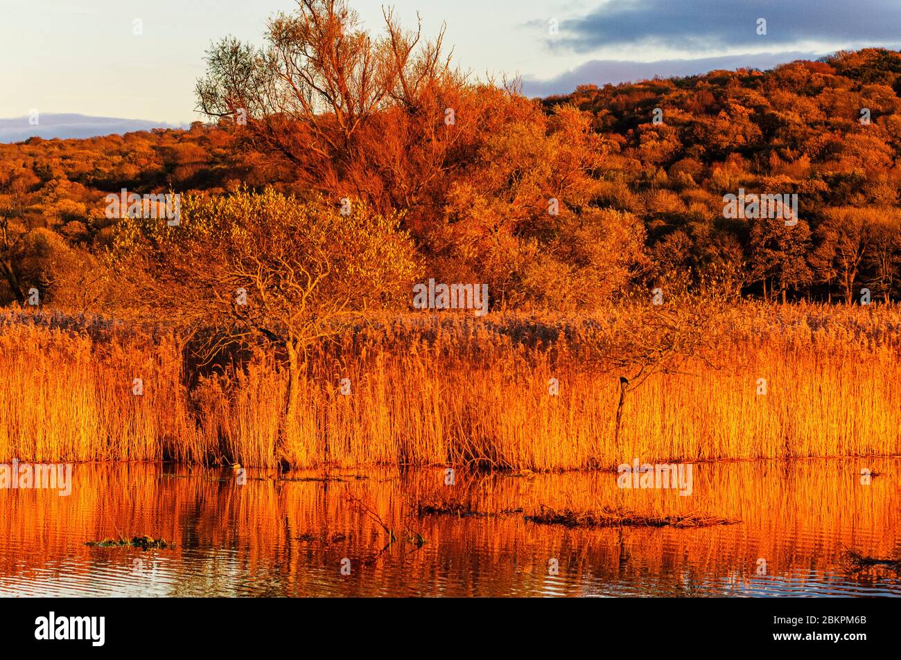 Evening light on mere and reedbeds at Leighton Moss RSPB reserve near Silverdale Lancashire Stock Photo