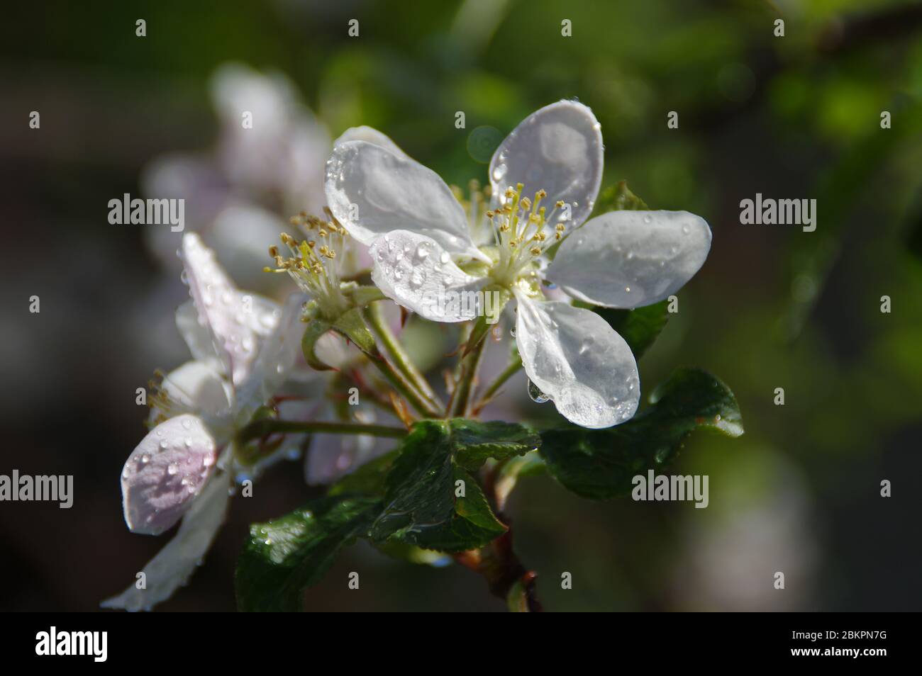 Water drops on an apple bloom after the rain. Macro view of wet fresh fruits flower in orchard. Spring season in the garden. Stock Photo