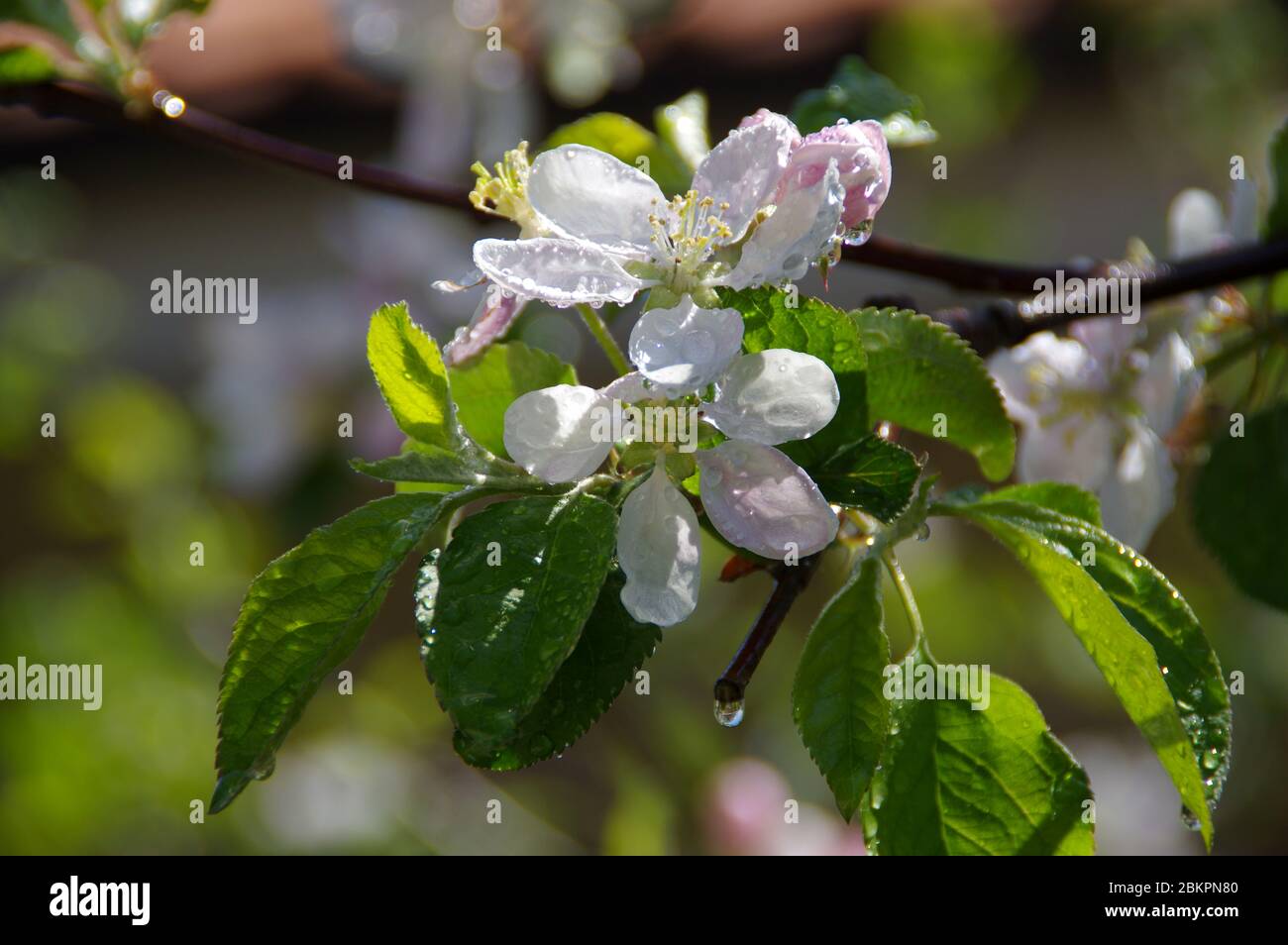 Water drops on an apple bloom after the rain. Macro view of wet fresh fruits flower in orchard. Spring season in the garden. Stock Photo