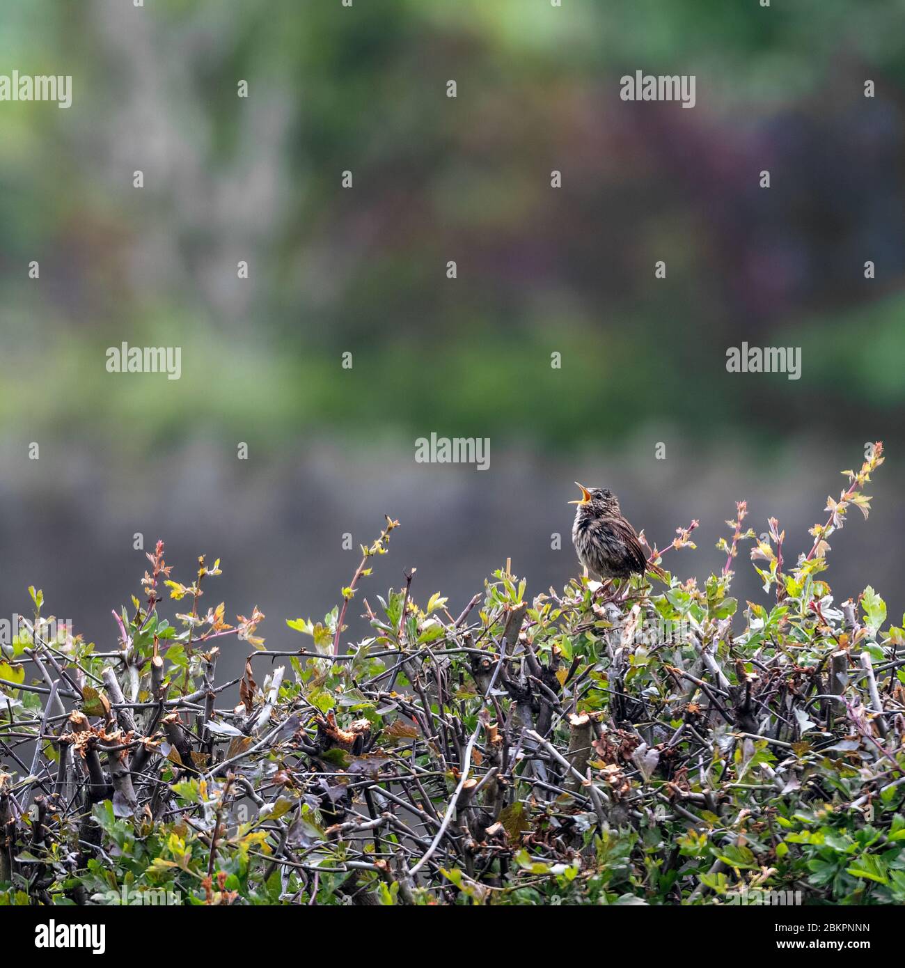 Wren, Troglodytidae, singing whilst perched on top of a hedge Stock Photo