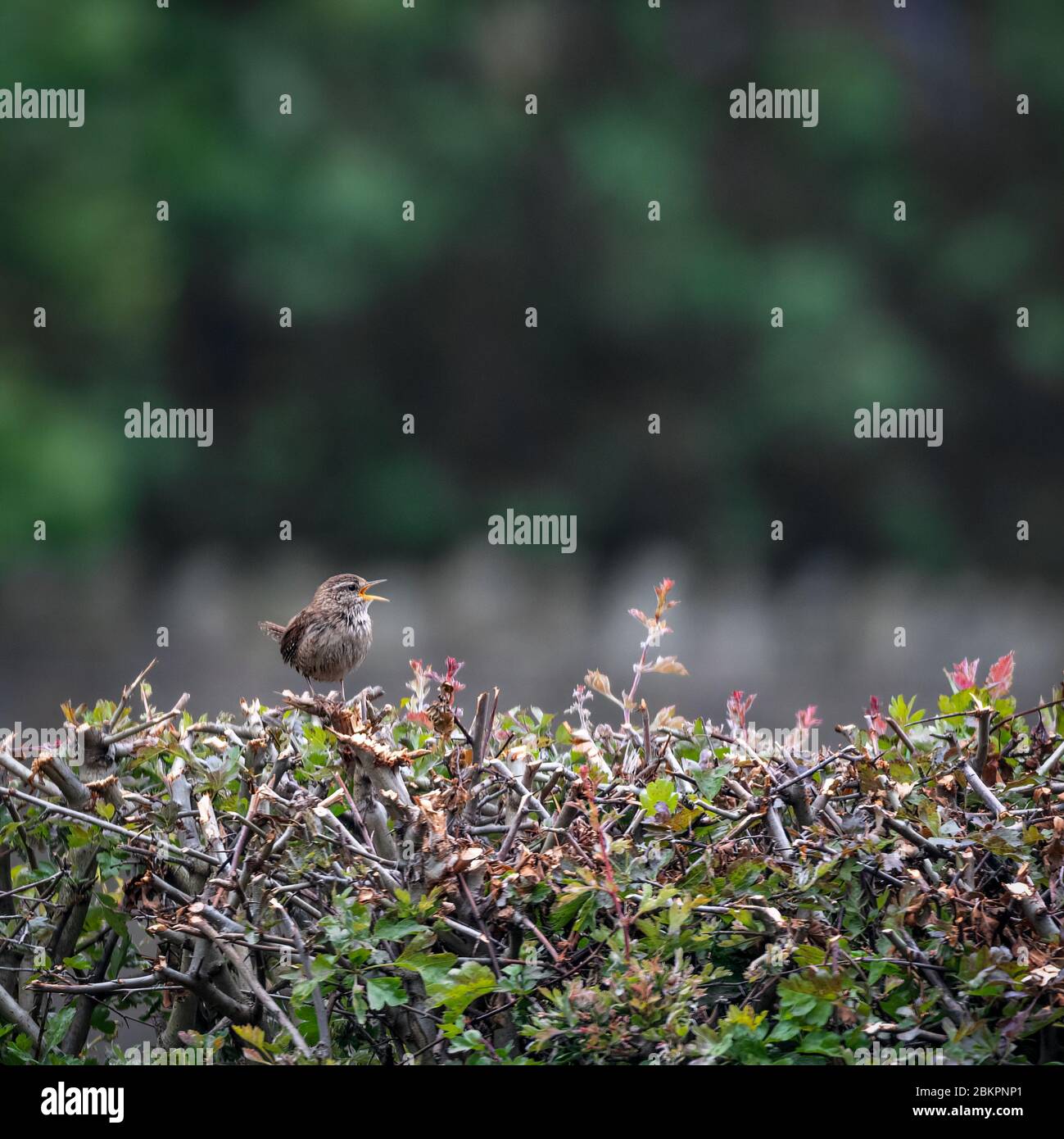 Wren, Troglodytidae, singing whilst perched on top of a hedge Stock Photo