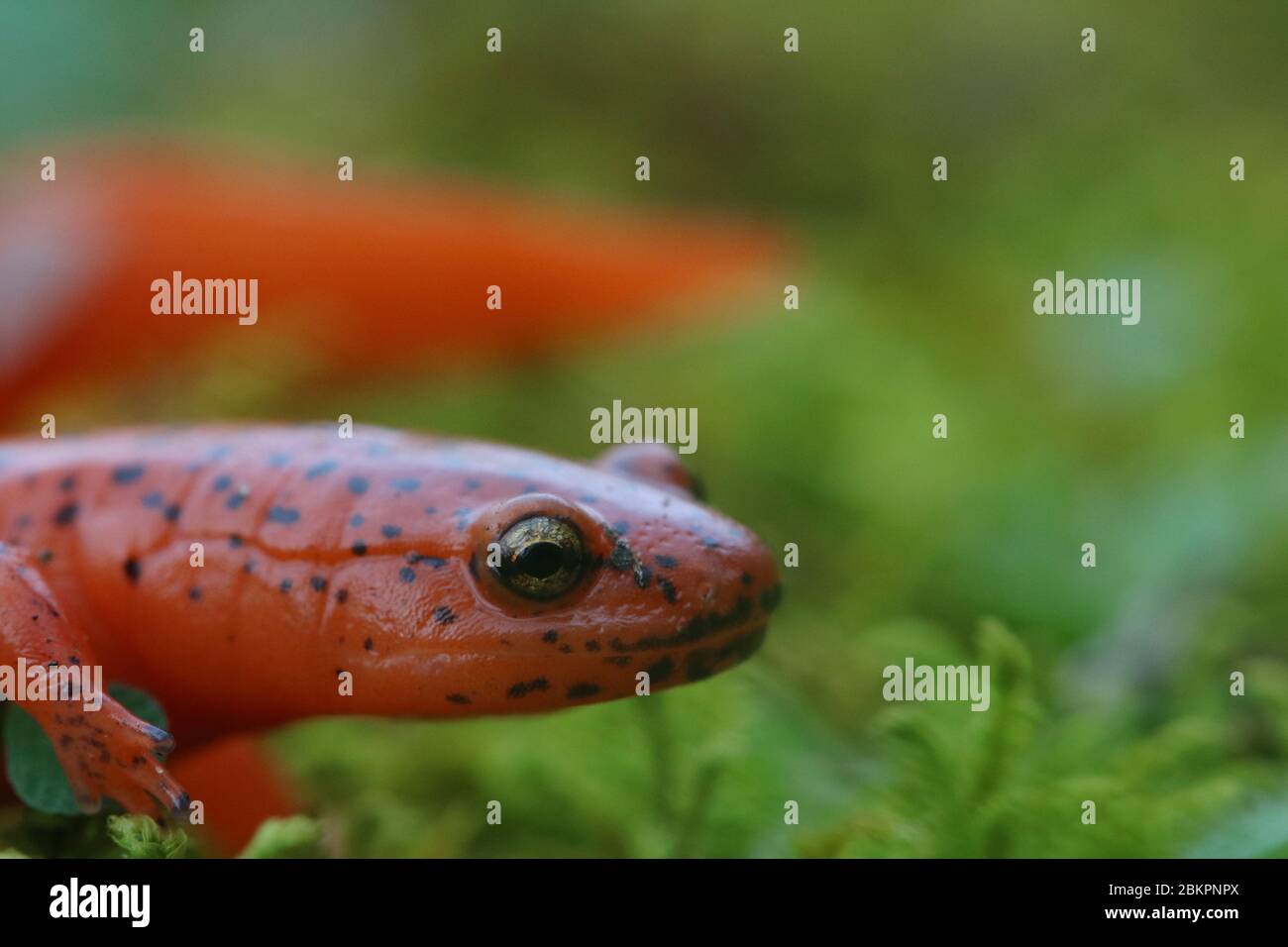 A juvenile Red Salamander (Pseudotriton ruber) from Kentucky Stock Photo